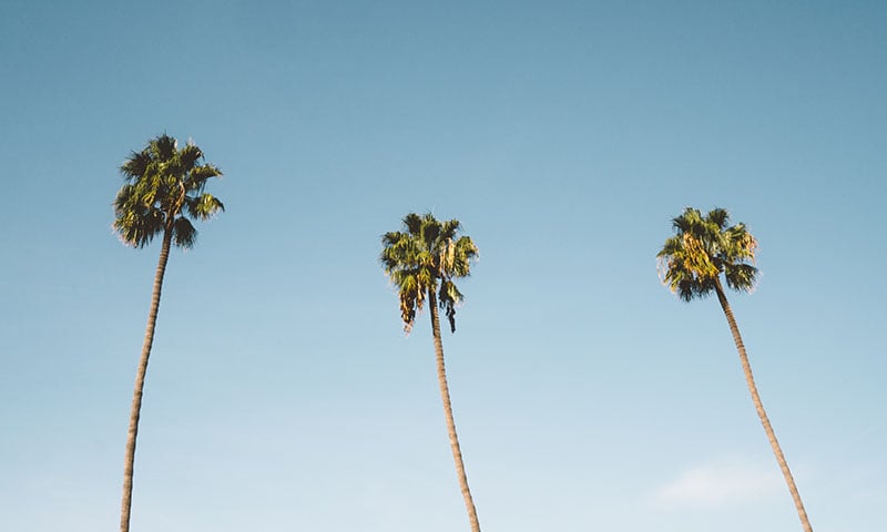 san-diego-palm-trees
