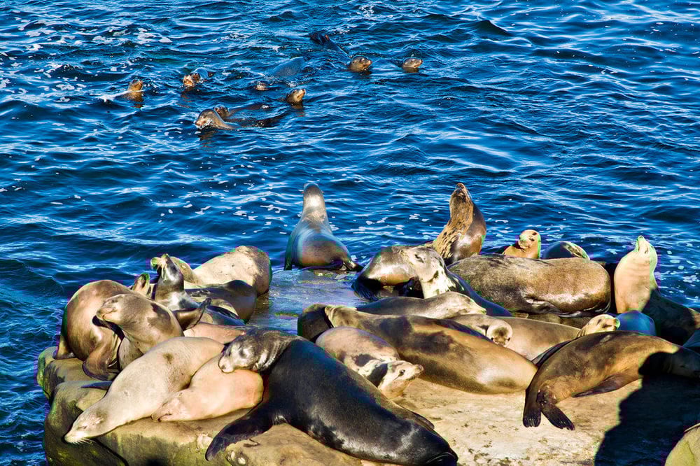 La Jolla Cove - Seals