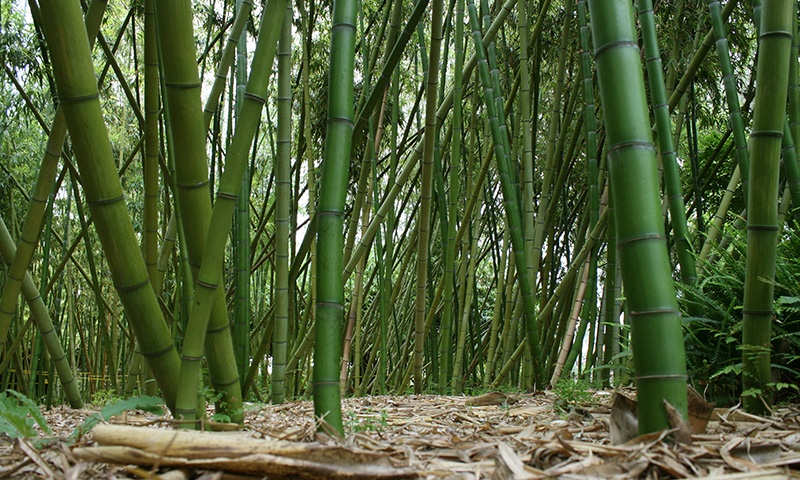 botanic-garden-bamboo