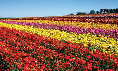 Câmpurile de flori de la Carlsbad Ranch