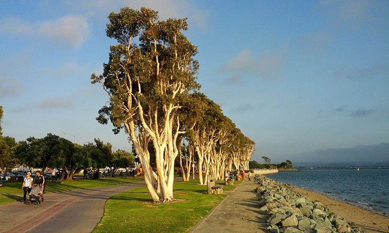 Trees_in_Chula_Vista_Bayfront_Park