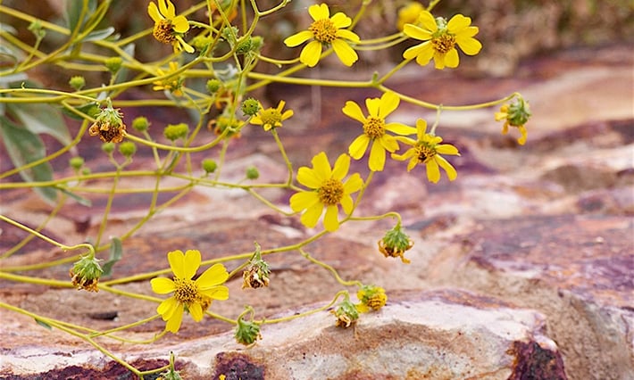 encinitas-flowers.jpg