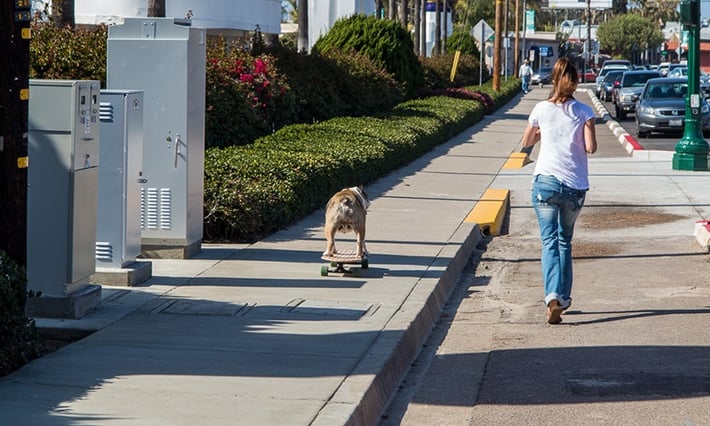 sidewalk-dog-board.jpg