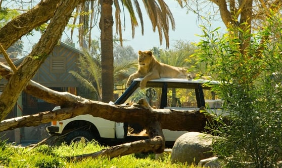 escondido-zoo-safari-lion