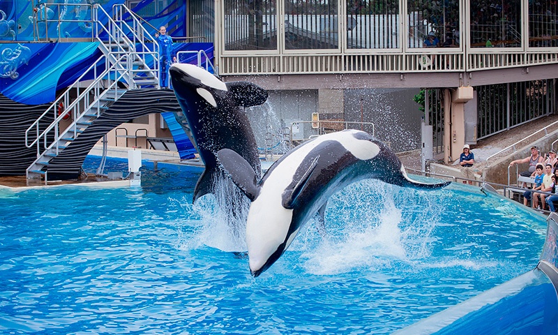 sea-world.jpg sea-world.jpg