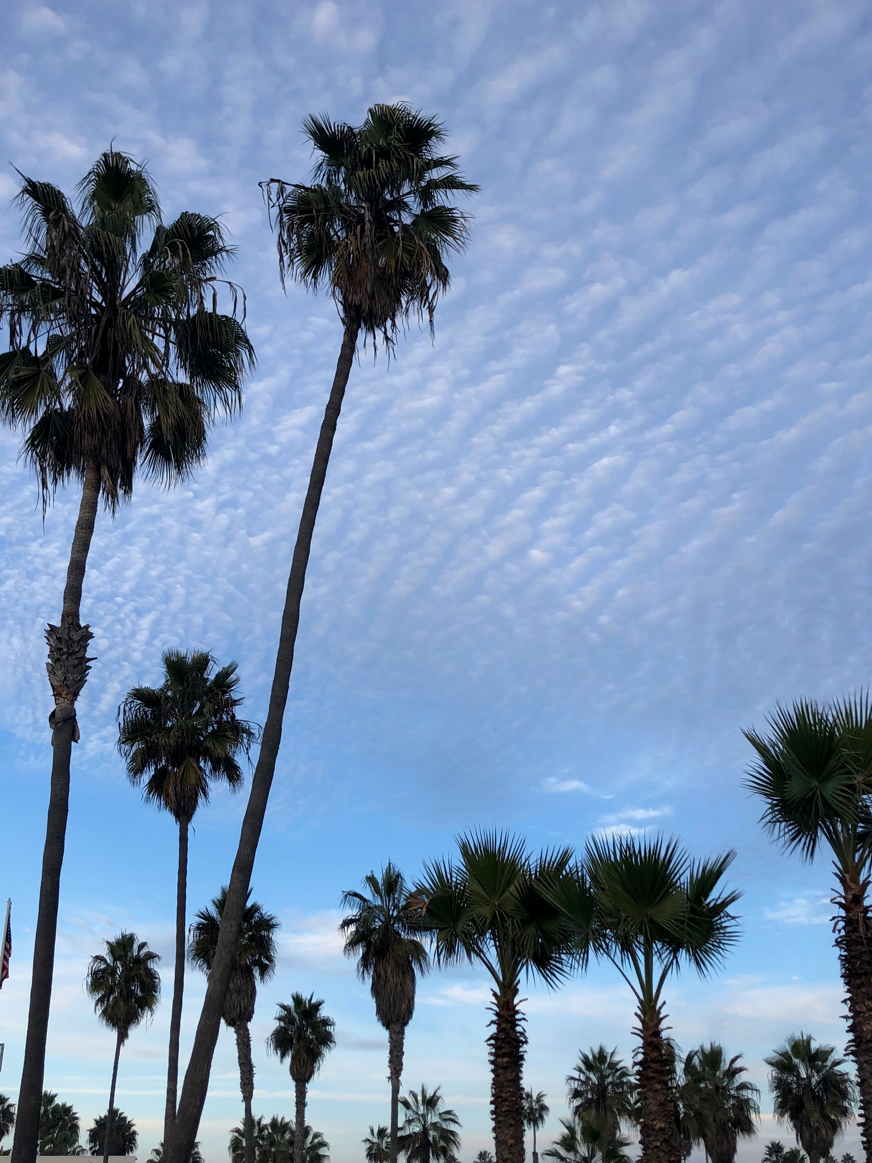 Ocean Beach Palms