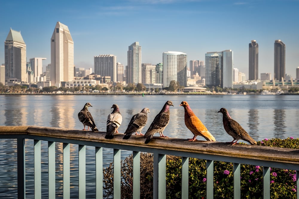 coronado-view-down-town-san-diego