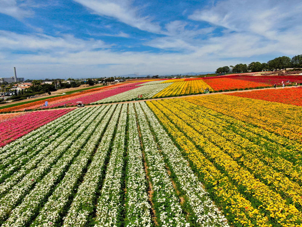 flower-fields-san-diego-carlsbad-ranch