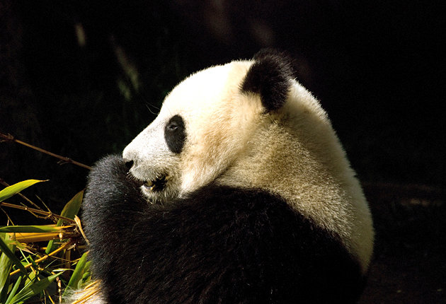 california-san-diego-zoo-1